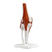 Articolazione del ginocchio (modello funzionale)